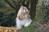 SHIH TZU 147